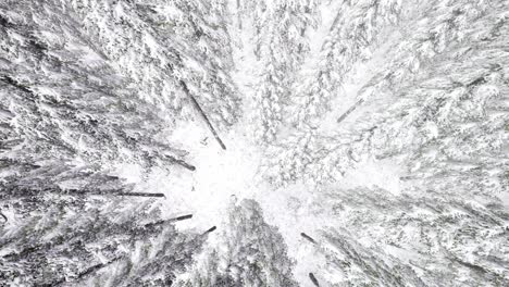 Flight-above-Winter-Forest